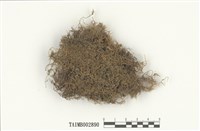 藏品(羽苔屬)的圖片